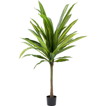 Deco Plant Dracaena Fragrans 180cm