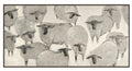 sheep icture
