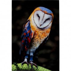 Picture Glass Cute Owl 120x80