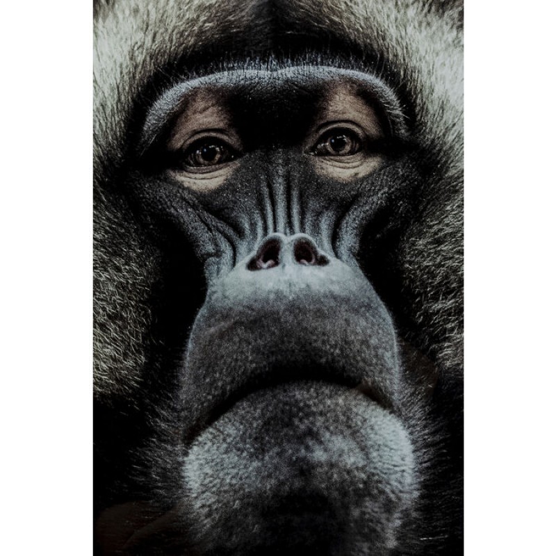 Picture Glass Grandfather Baboon 120x80