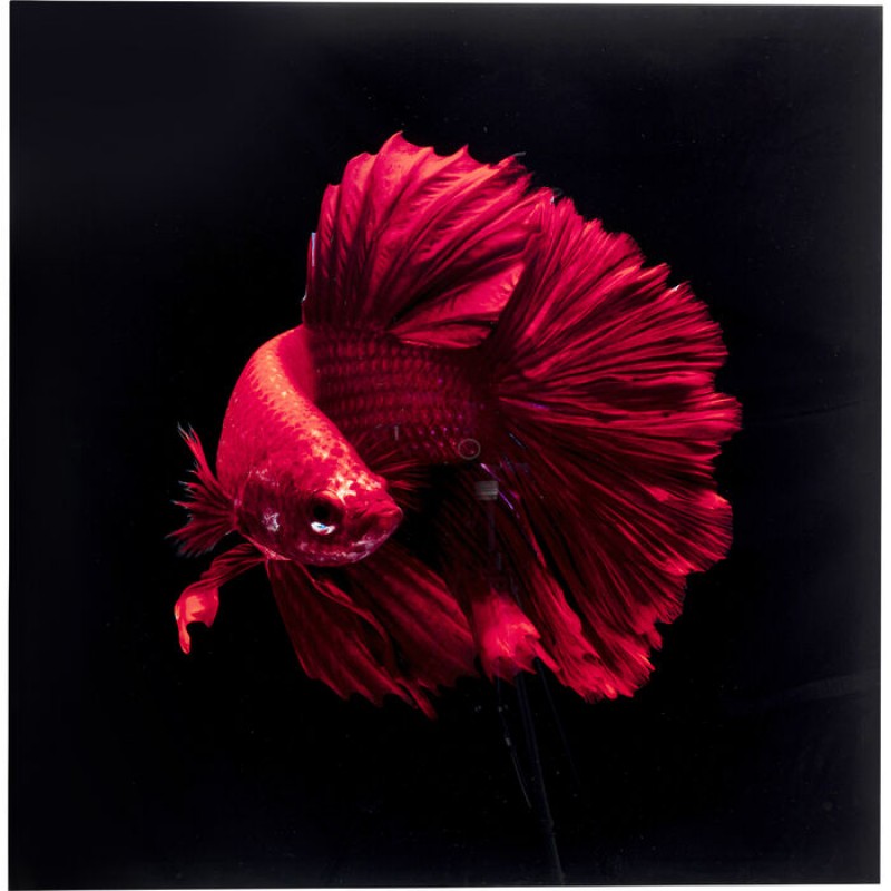 Glass Picture Fire Fish 100x100cm