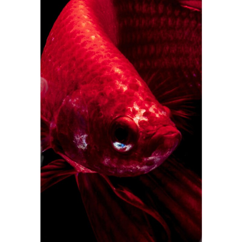 Glass Picture Fire Fish 100x100cm